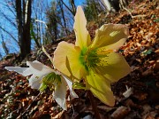 Monte Zucco ad anello fiorito da S. Antonio ABB. via Sonzogno-12 marzo 2026-FOTOGALLERY
